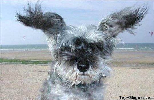 Chien qui fait l'hélicoptère