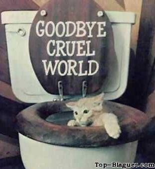 Un chat ce suicide aux toilettes !