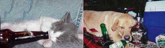 Animaux alcooliques