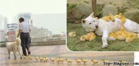 Un chien adopte des poussins