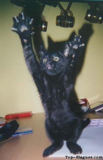 Ce chat tente d'attraper le flash