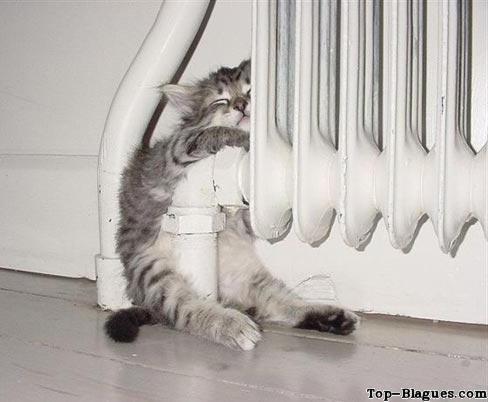 Ce chat se réchauffe sur le radiateur