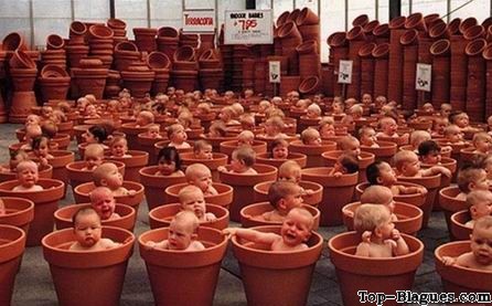Plantation de bébés.