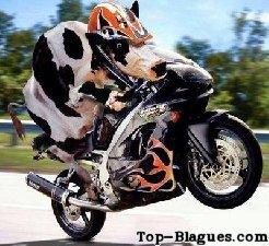 la vache la moto !