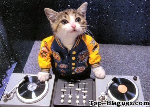 DJ Cat'