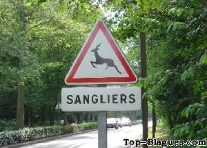 attention aux sangliers