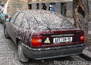 la voiture préférée des pigeons