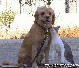 Mignon calin chat et chien