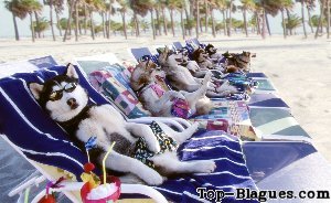 Chiens en vacances