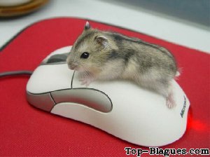 Une souris et....une souris !