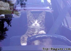 Chat conducteur