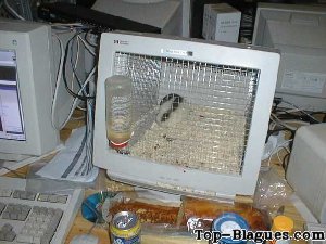 Hamster en cage