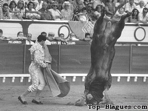 le taureau s'est planté