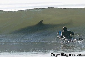 surf avec un requin
