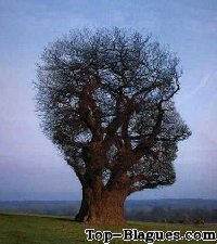 l'arbre tête
