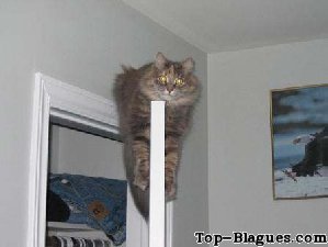 chat sur la porte