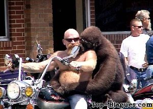 deux gorilles sur une moto