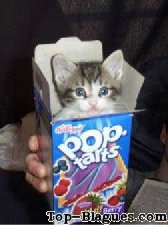 pop corn au chat