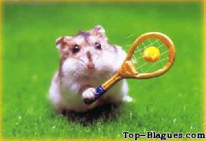 hamster tennisman