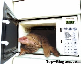 chat au micro-ondes