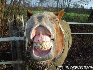sourire de cheval