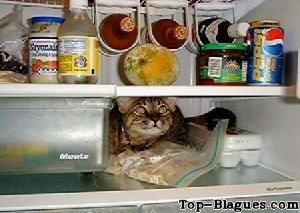 Le chat dans le frigo !