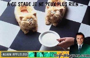Chat chaussons