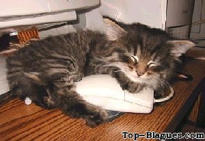 Un chat dors avec une souris