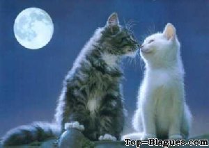 Drague sous la lune entre chats