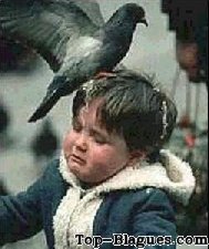 Un pigeon se lâche sur un enfant !