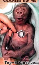 Petit singe au docteur