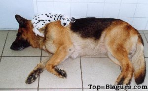 Un petit chiot dalmatien qui dort sur un berger allemand !