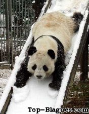 Un panda qui fait du tobogan !