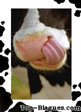 Une vache qui se curre le nez 