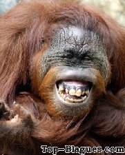 Un sourire de singe