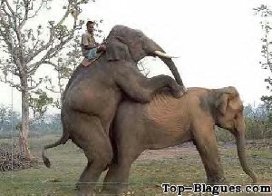 Deux éléphants en train de s'accoupler