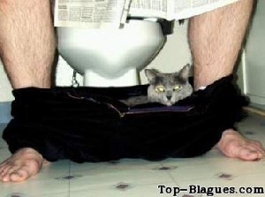 Un chat dans un caleçon...aux toilettes !