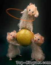 Hamsters sportifs !