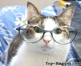 Chat a lunettes