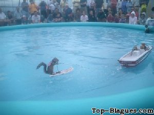 Un écureuil fait du jet-ski !