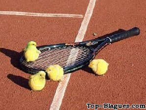 Des poussins qui ressemblent a des balles de tennis !