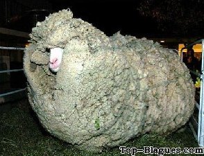 Un mouton bien caché