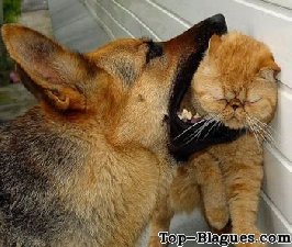 Bagarre entre chien et chats