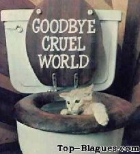 Un chat ce suicide aux toilettes !