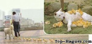 Un chien adopte des poussins