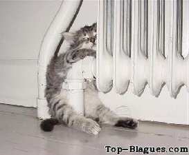 Ce chat se réchauffe sur le radiateur