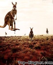 Voilà le secret du kangourou !