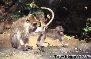 Nettoyage complet chez les singes
