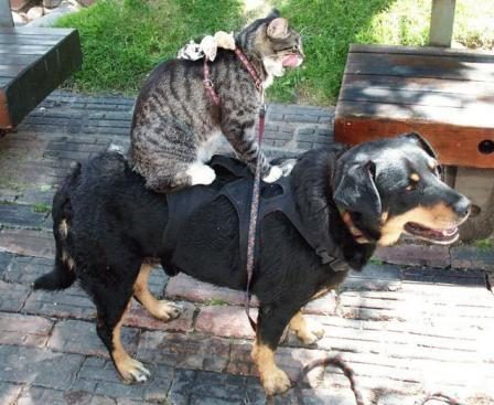 Transport collectif