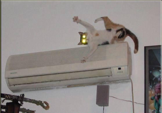 Chat aux supers pouvoirs